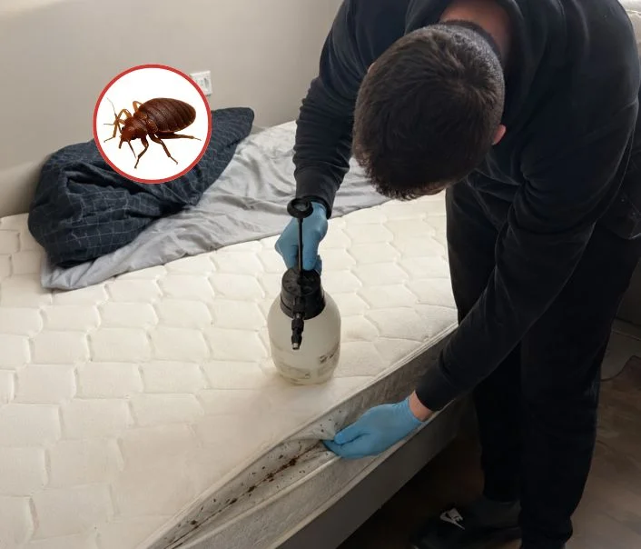 Technicien traitant un matelas contre les punaises de lit à Ville-Saint-Jacques